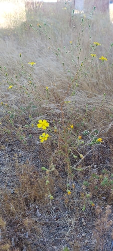 Image of Deinandra kelloggii by (c) Frank A, some rights reserved (CC BY-SA)