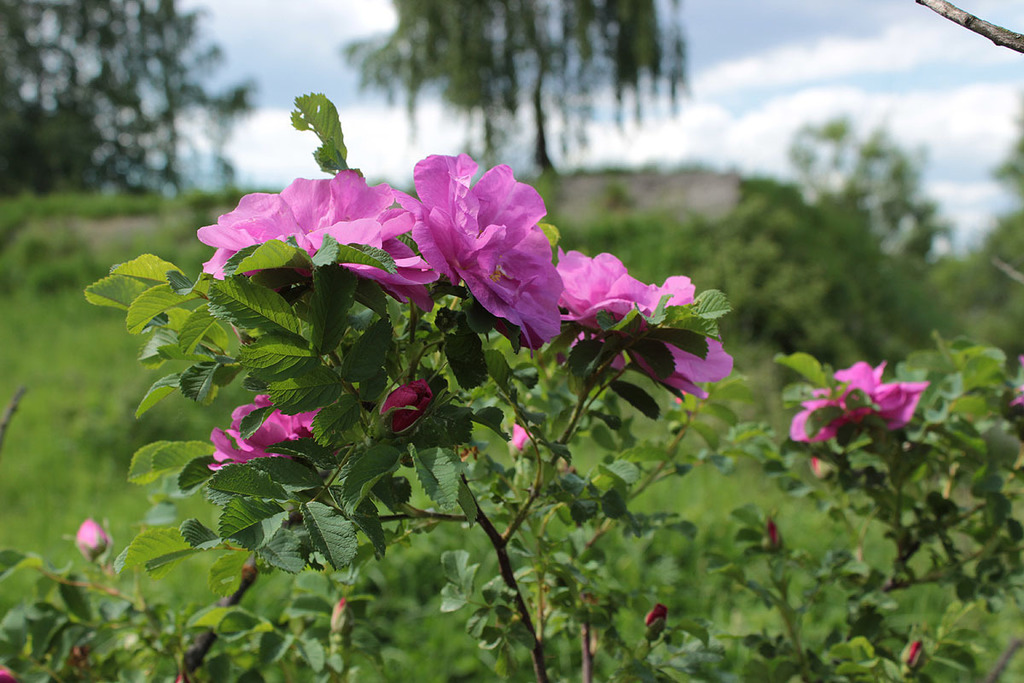 Rosa × majorugosa