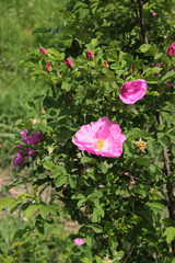 Rosa × majorugosa