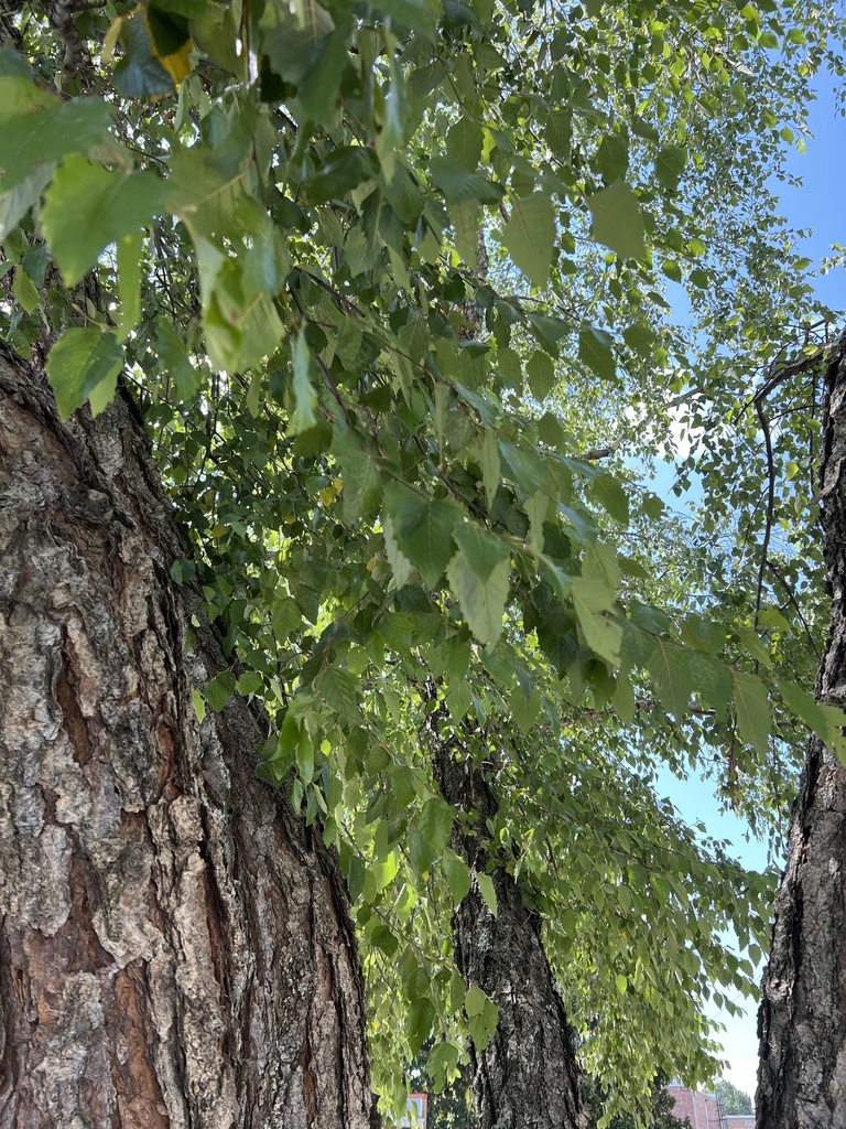 river-birch-from-baptist-health-fort-smith-ar-us-on-july-22-2023-at