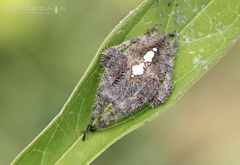 Eriophora edax