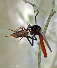 Archilestris magnificus