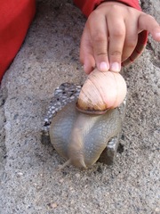 Megalobulimus lorentzianus