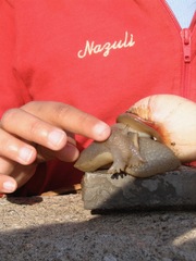 Megalobulimus lorentzianus