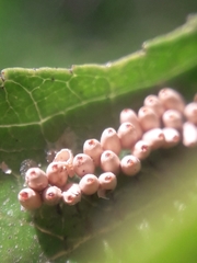 Insecta