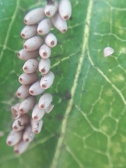 Insecta