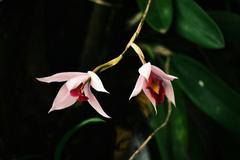 Laelia anceps