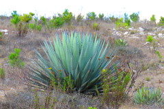 Agave applanata