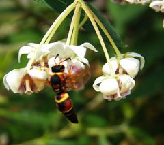Euodynerus crypticus