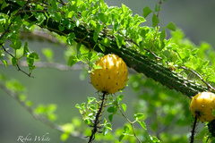 Fernow's Cactus (Harrisia fernowii)