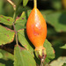 Rosa viarum - Photo (c) Sergey Mayorov, algunos derechos reservados (CC BY-NC), subido por Sergey Mayorov