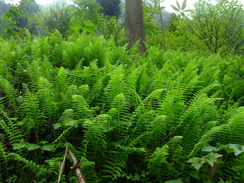 Thelypteris glanduligera iNat (1)