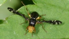 Platyparea discoidea