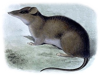 Tweezer-beaked Rats