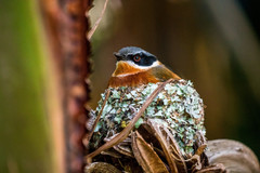 Batis capensis capensis