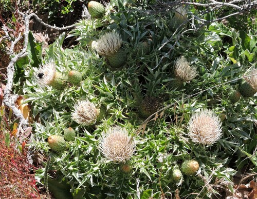 Image of Cirsium quercetorum by (c) Alex, some rights reserved (CC BY)