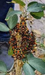 Pachylis nervosus