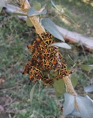 Pachylis nervosus