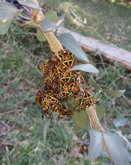Pachylis nervosus