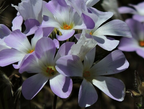 Image of Leptosiphon grandiflorus by (c) Alex, some rights reserved (CC BY)
