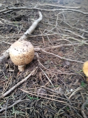 Agaricus perobscurus