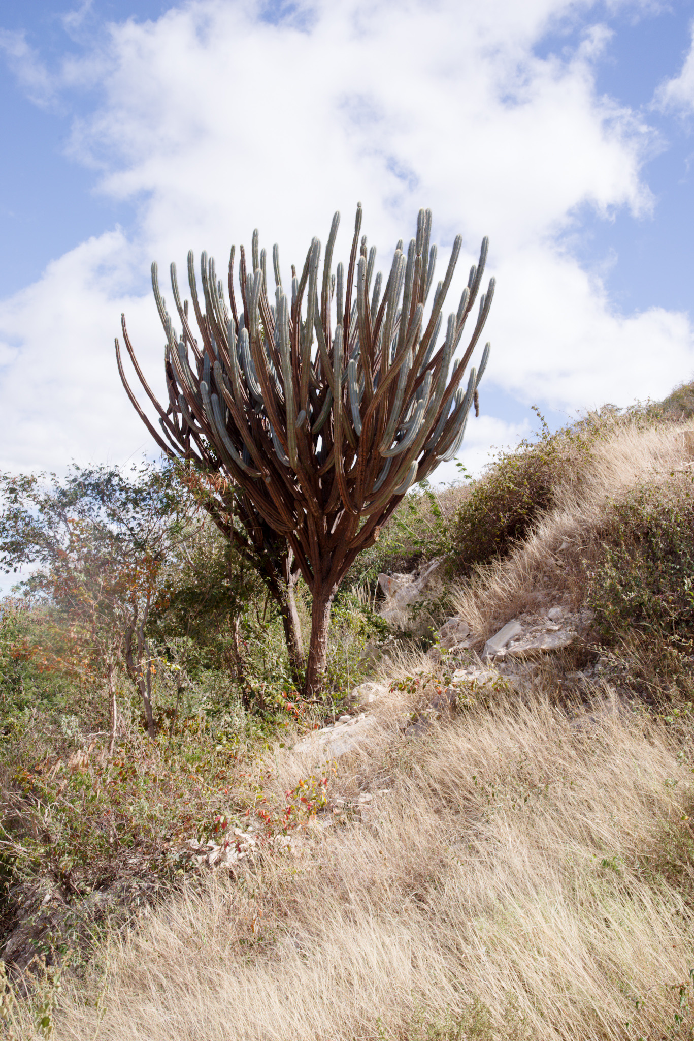 Pilosocereus pachycladus