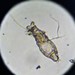 Macrotrachela - Photo (c) Mike Leveille,  זכויות יוצרים חלקיות (CC BY-NC), uploaded by Mike Leveille