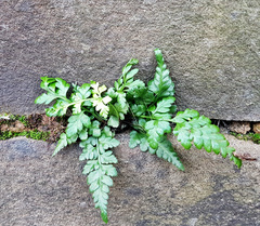 Asplenium adiantum-nigrum