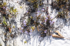 Roella triflora