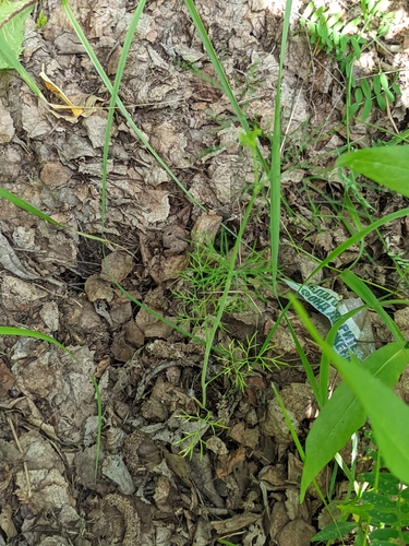 Anethum graveolens — photo 3