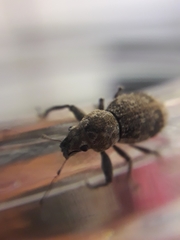 Pantomorus postfasciatus