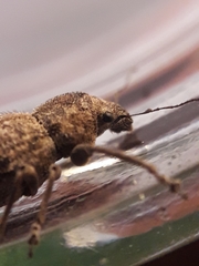 Pantomorus postfasciatus