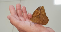 Opsiphanes boisduvallii