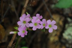 Ionoxalis