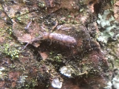 Entomobrya intermedia
