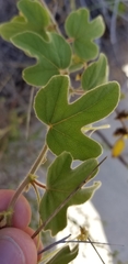 Passiflora santiagana