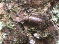 Entomobrya intermedia