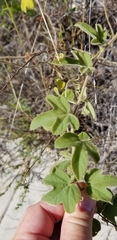 Passiflora santiagana