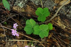 Ionoxalis