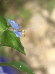 Commelina