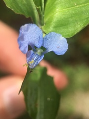 Commelina