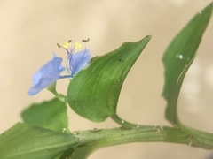 Commelina