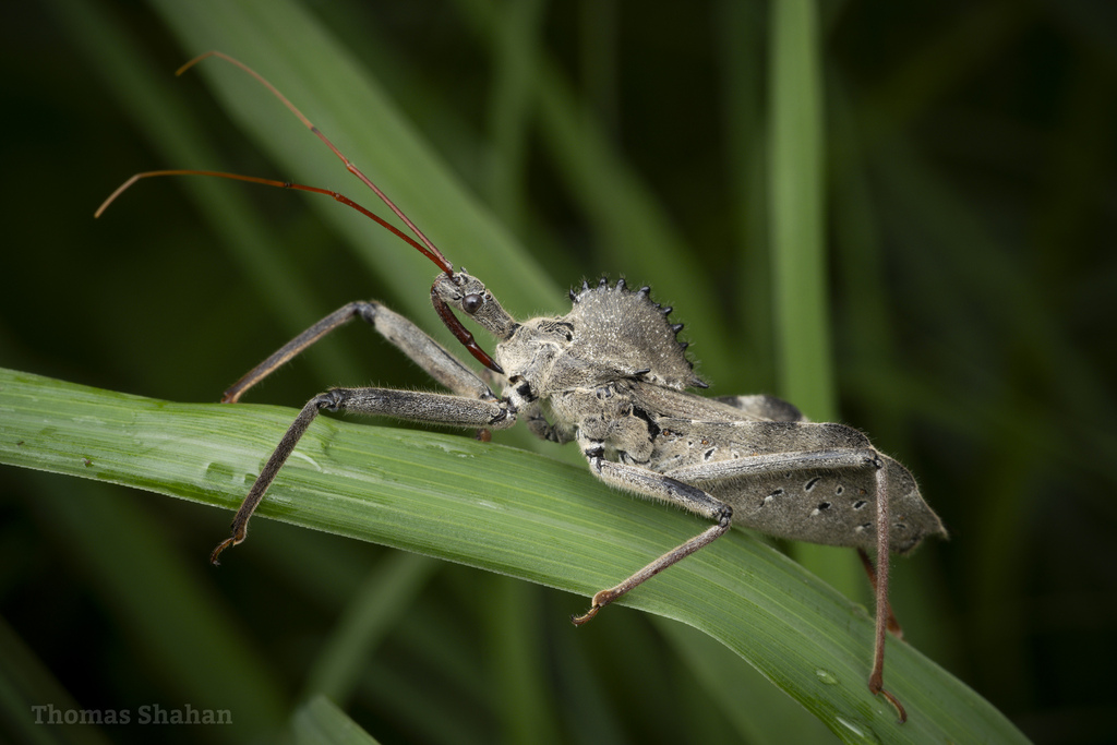 North American Wheel Bug in July 2023 by Thomas Shahan · iNaturalist