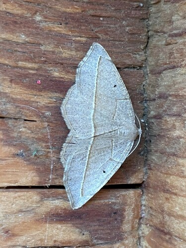 Eusarca geniculata photo 3