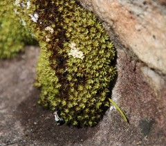 Hypodontium pomiforme