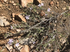 Barleria virgula
