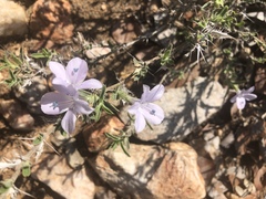Barleria virgula
