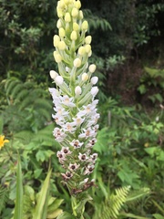 Habenaria monorrhiza