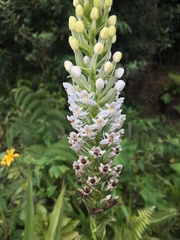 Habenaria monorrhiza