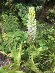 Habenaria monorrhiza